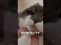 ちょっとキレてる子猫 #猫のいる暮らし