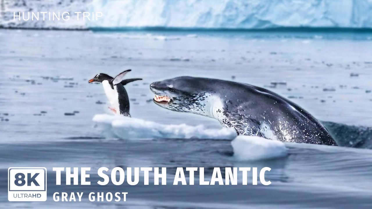 The Surprising Truth About Seals Nobody Tells You | Unseen Ocean