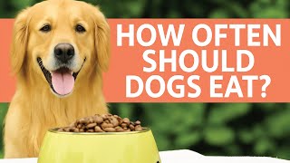 The Daily Feeding Mistake 90% of Dog Owners Make