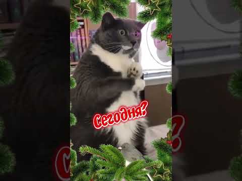 Доброе утро! С понедельником! - YouTube