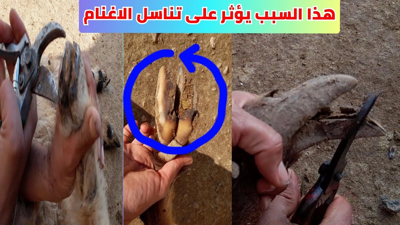نصائح مهمة عند قص اظلاف الاغنام والماعز ومتى يتم قصها لتفادي كثير من مشاكلها