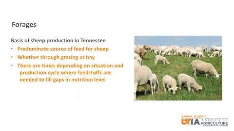 Sheep Skillathon Study Series: Feedstuffs