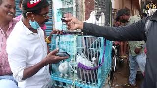 PETS MARKET Chennai / குறைந்த விலையில் வாங்க விற்க Pet Market / Nanga Romba Busy