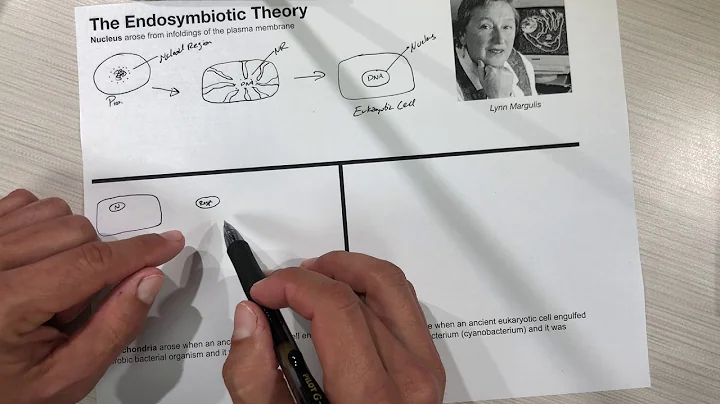 Endosymbiotic Theory