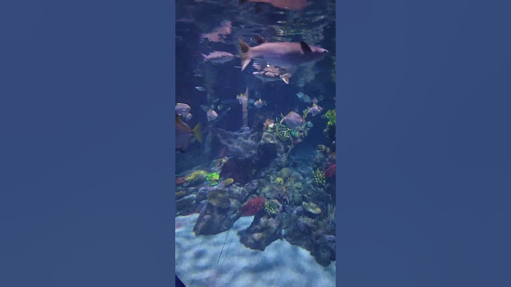 feeding stingrays #shorts #memes #dangerous #wildlife