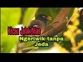 Kicau Jalak Nias Ngeriwik Tanpa Jeda Mp3 - Mp4 Download
