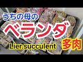【多肉植物】ベランダで育てるオカン多肉