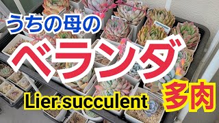 【多肉植物】ベランダで育てるオカン多肉