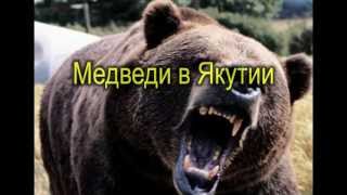 Russian bear. Funny video. Русские медведи Якутии.Goldenaldan.ru Russian bear. Funny video. Русские медведи Якутии.Goldenaldan.ru