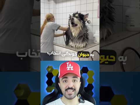 یه حیوون خونگی انتخاب کن برای همیشه