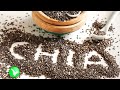 Что такое семена ЧИА? Чем так полезны чиа семена? Польза и вред семян ЧИА.