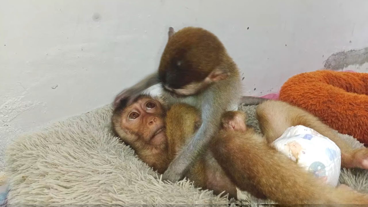 so much love.. baby Dan show his compassion.. monkey LiBi. - YouTube