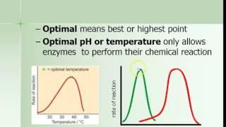 Enzymes can Denature (Theme 1 Topic 2 pg 4)