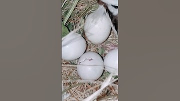 java eggs hatching 🐣 #birds #java #hatching #eggs #baby #chick #viral #reels #shorts #foryou