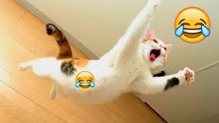 Best Funniest Animal Videos 2024😻🐈Funny Dogs And Cats Videos Of The year🤣part 10 by AAAG Pets 7,905 views 3 weeks ago 31 minutes