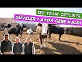 150 Yıllık Çiftlikte Düveler 1 Ayda Gebe Kaldı