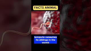 Shark Reproduction and Life Cycle #shark #world #animals #education #facts