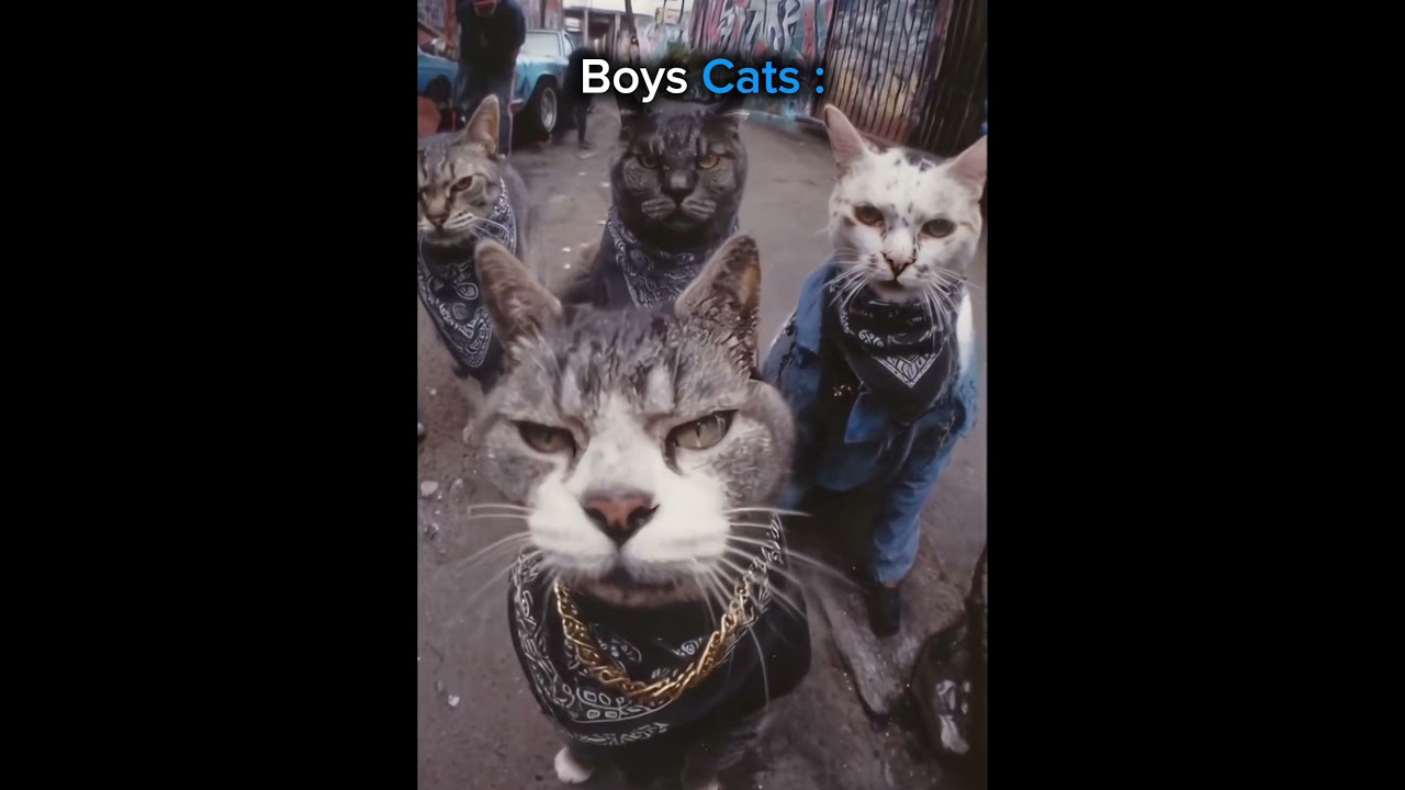 Girls Cats vs Boys Cats💀