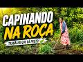Capinando na Roça e Preparando Tudo para uma Nova Plantação! 🌱🚜