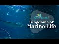 Ocean Life Quiz
