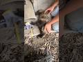 I Had A Real Raccoon Perform The Raccoon Sleeping I Had A Real Raccoon Perform The Raccoon Sleeping