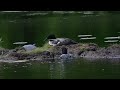 Loons at nest