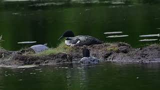 Loons at nest