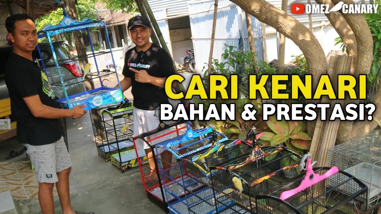 CARI KENARI LOMBA⁉️REVIEW KENARI BAHAN & PRESTASI ADIPOETRA CANARY KLATEN