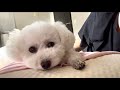 最近の愛犬の様子と健康に不安を感じる飼い主のリアルな日常