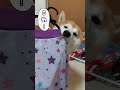 自分でコーディネートする柴犬