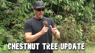 Year 4 Chestnut Tree Update | Whitetail Hill Chestnut Trees