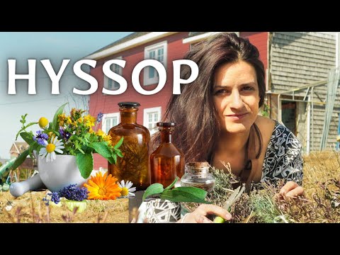 वीडियो: कमरे की स्थिति में Hyssop औषधीय