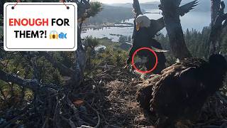 Shadow Delivered Food 🦅 But The Babies Are Big Now 😳