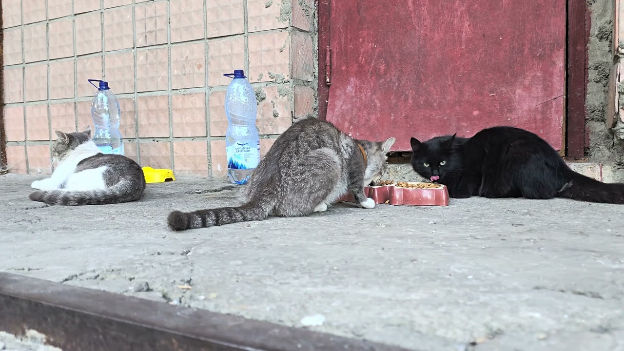 Cats ♥️ ( Homeless 😿), be our Friend 💕 