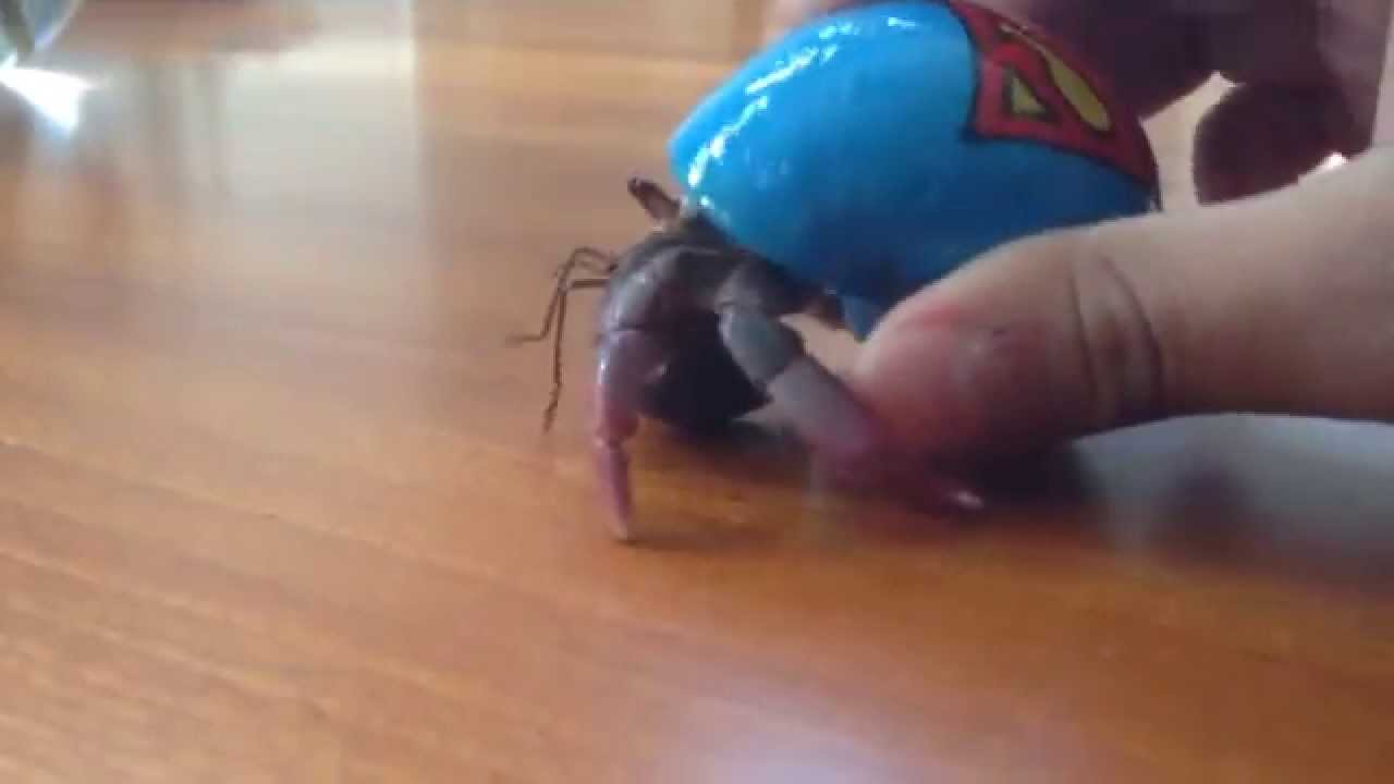 The Hermit crab dance! YouTube