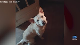 Owner seeks answers after 3-year-old dog shot in front of him