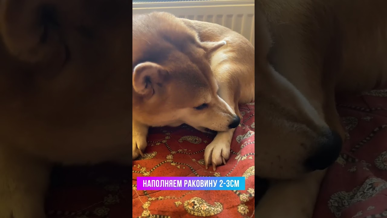 Собака часто вылизывает и выкусывает лапы?