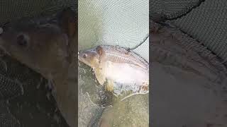 Big fish au spinner rig