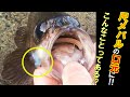 【穴釣り】釣った尺メバルの口元に驚いた！