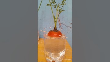 Trồng cà rốt tại nhà cực dễ - Nông Lâm Boy #shorts