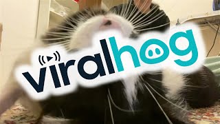 Mama Cat Purrs for the Camera || ViralHog