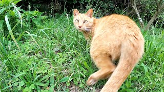 狩りに夢中な猫、背後からコッソリと近づく人間にも気付かないwww