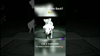 Koala Riding A Dog In The Dark Surreal & Unsettling