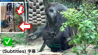 Santaro Will Begin Training Soon. Momotaro Familygorilla