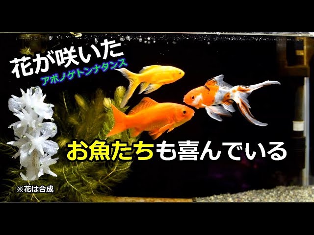 花が咲いた アポノゲトン ナタンス アクアリウム金魚水槽 Youtube