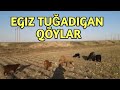 ENA BOLA HSORI EGIZ TUĞADIGAN QÕYLAR 3 TA EGIZ  SOTILADI