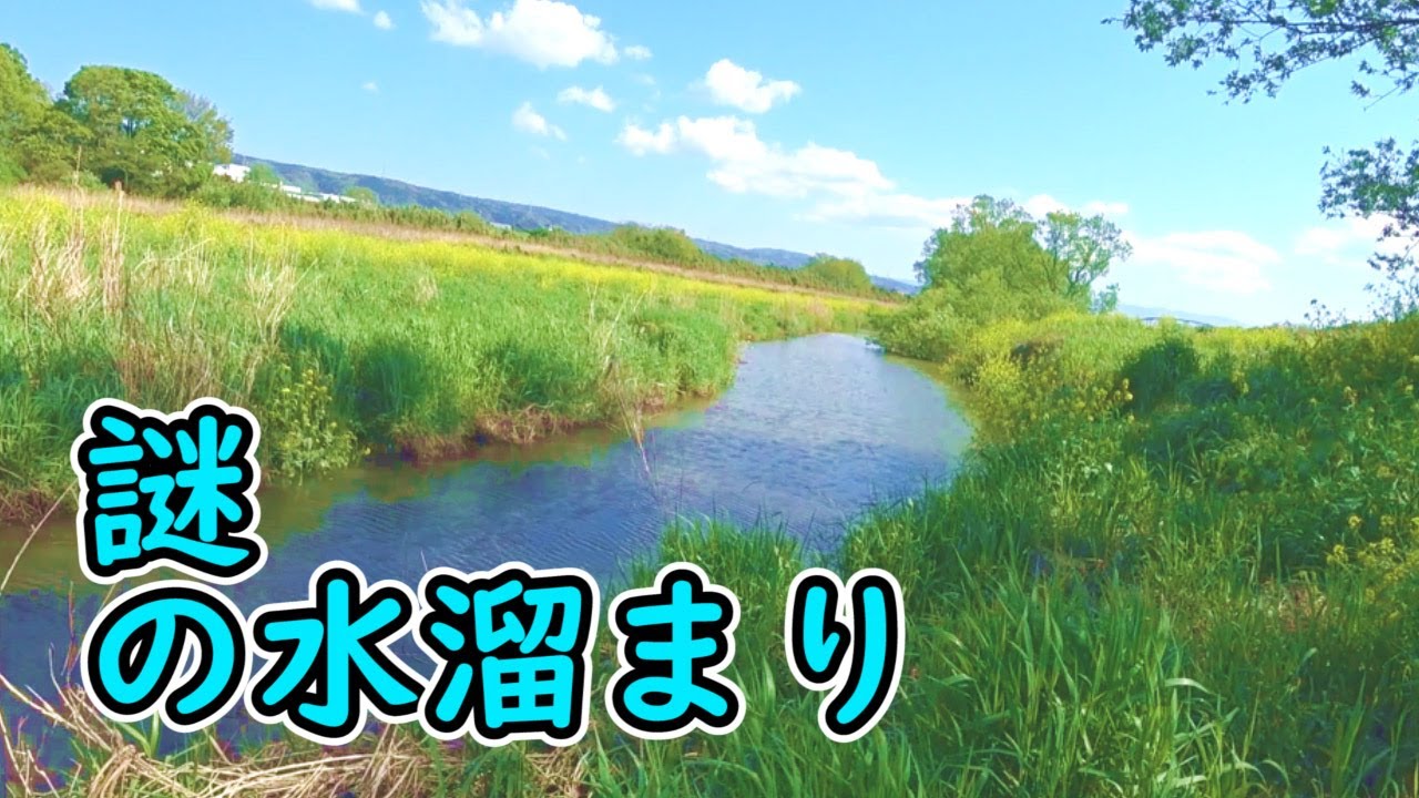 川のほとりにある謎の池を調査せよ　第一回