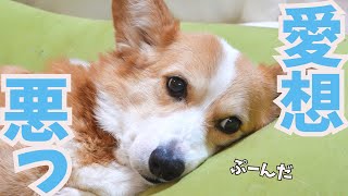 ご近所さんに塩対応なコーギー犬 by コギチューブ【犬と猫のゆるい生活】 30,574 views 1 month ago 5 minutes, 19 seconds