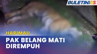 HARIMAU | Pak Belang Mati Dirempuh Kereta Di LPT