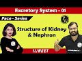 Excretory System 01 | Chapter 19 |  Structure of Kidney and Nephron | Class 11 | NEET | Pace Series|